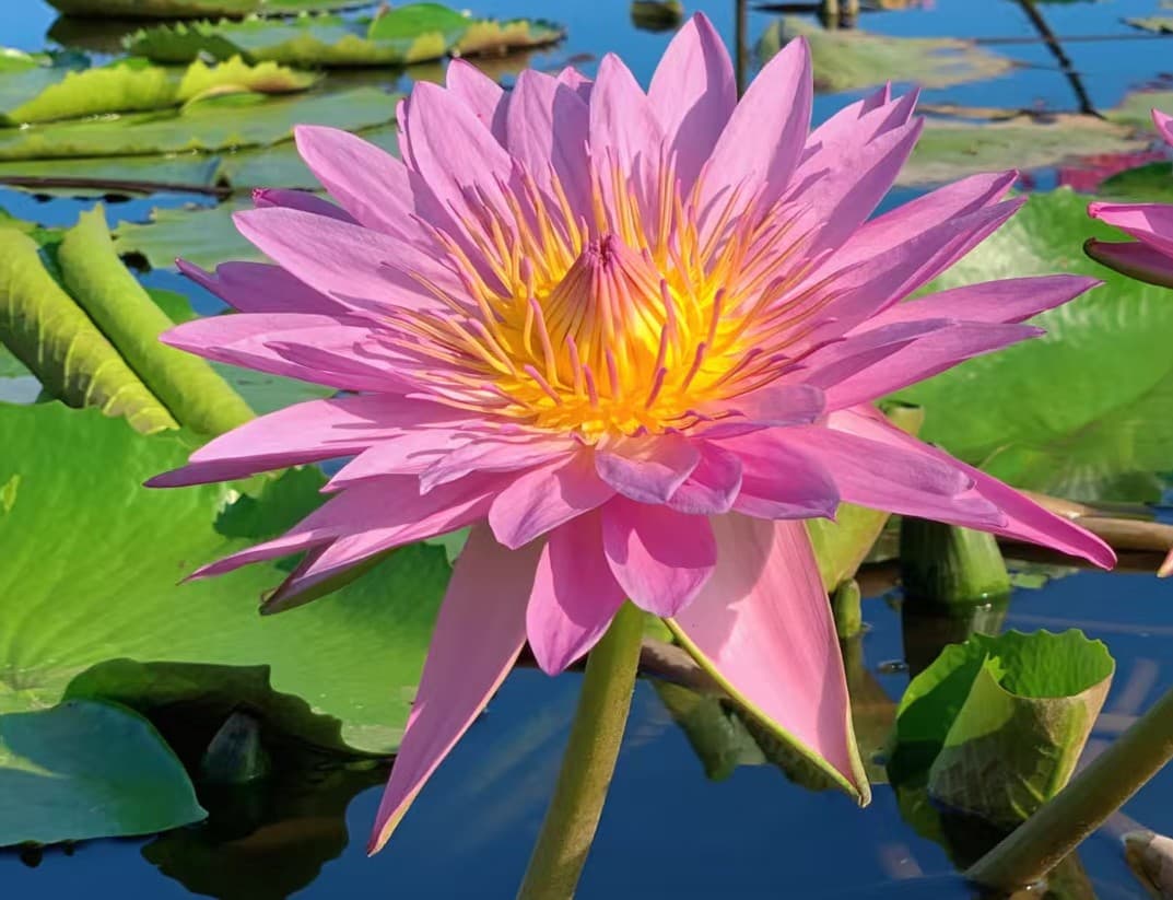 粉·红色香水莲花种苗