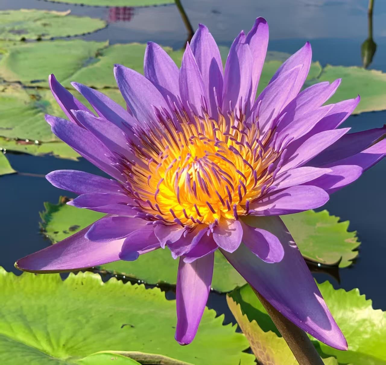 蓝·紫色香水莲花种苗