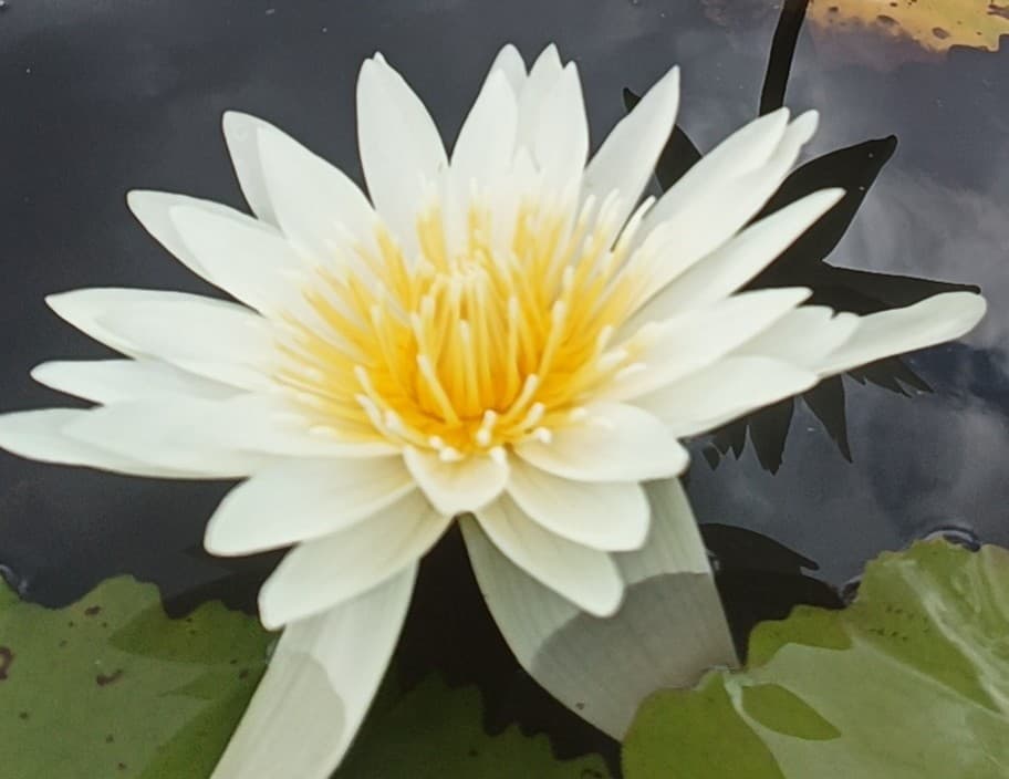 白色香水莲花种苗