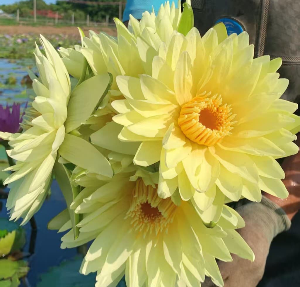 黄色香水莲花种苗